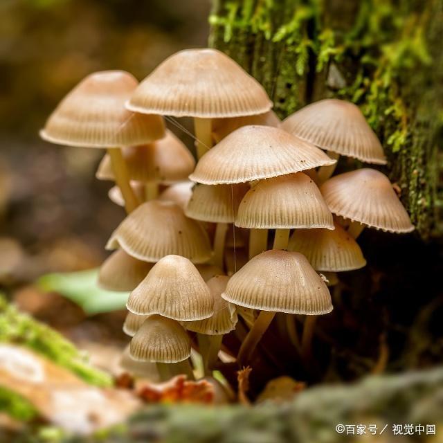 广东省野生菇，自然瑰宝与美食佳肴的完美结合