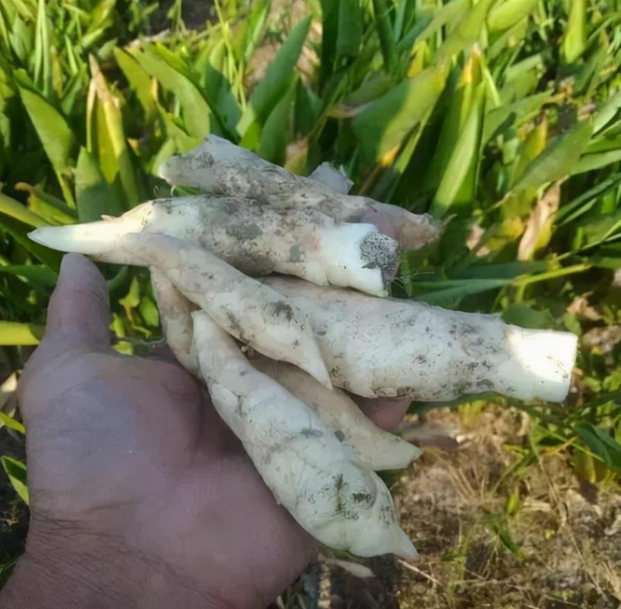 广东省红薯苗基地，繁荣的农业之源