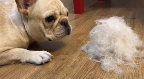 法斗犬的成长历程，探究几个月大的法斗犬才算成犬