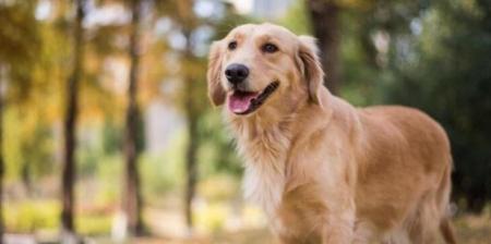 金毛犬的性成熟时间与成长发育解析