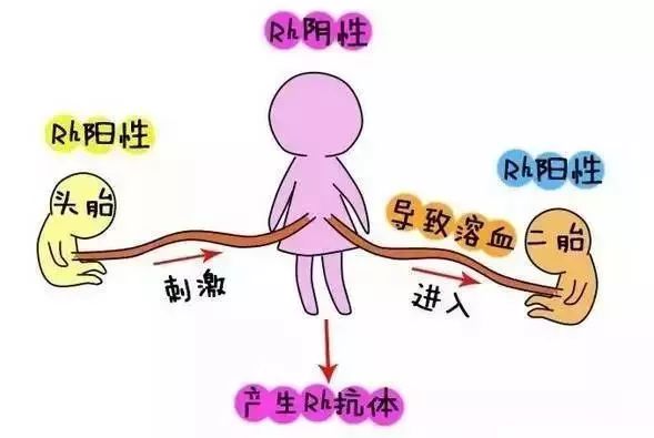 探究三个月死胎原因，深度解析与应对策略