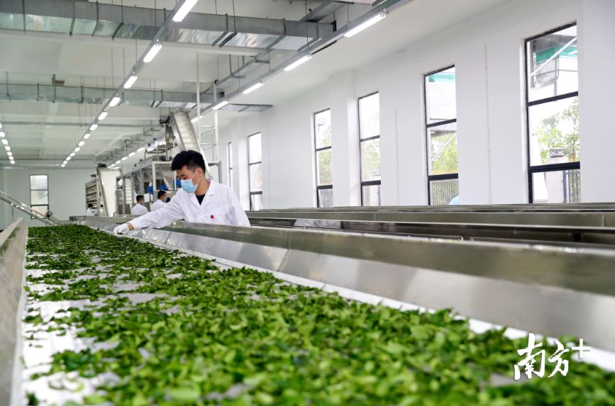 广东凤翔茶叶有限公司，传承与创新中的茶叶典范